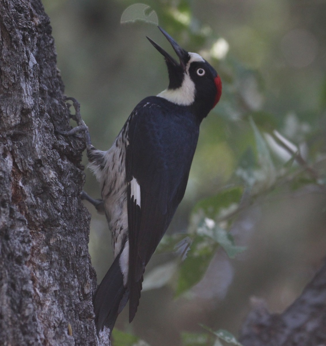 Acorn Woodpecker - Don Coons