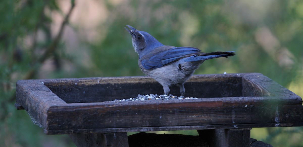 Woodhouse's Scrub-Jay - Don Coons