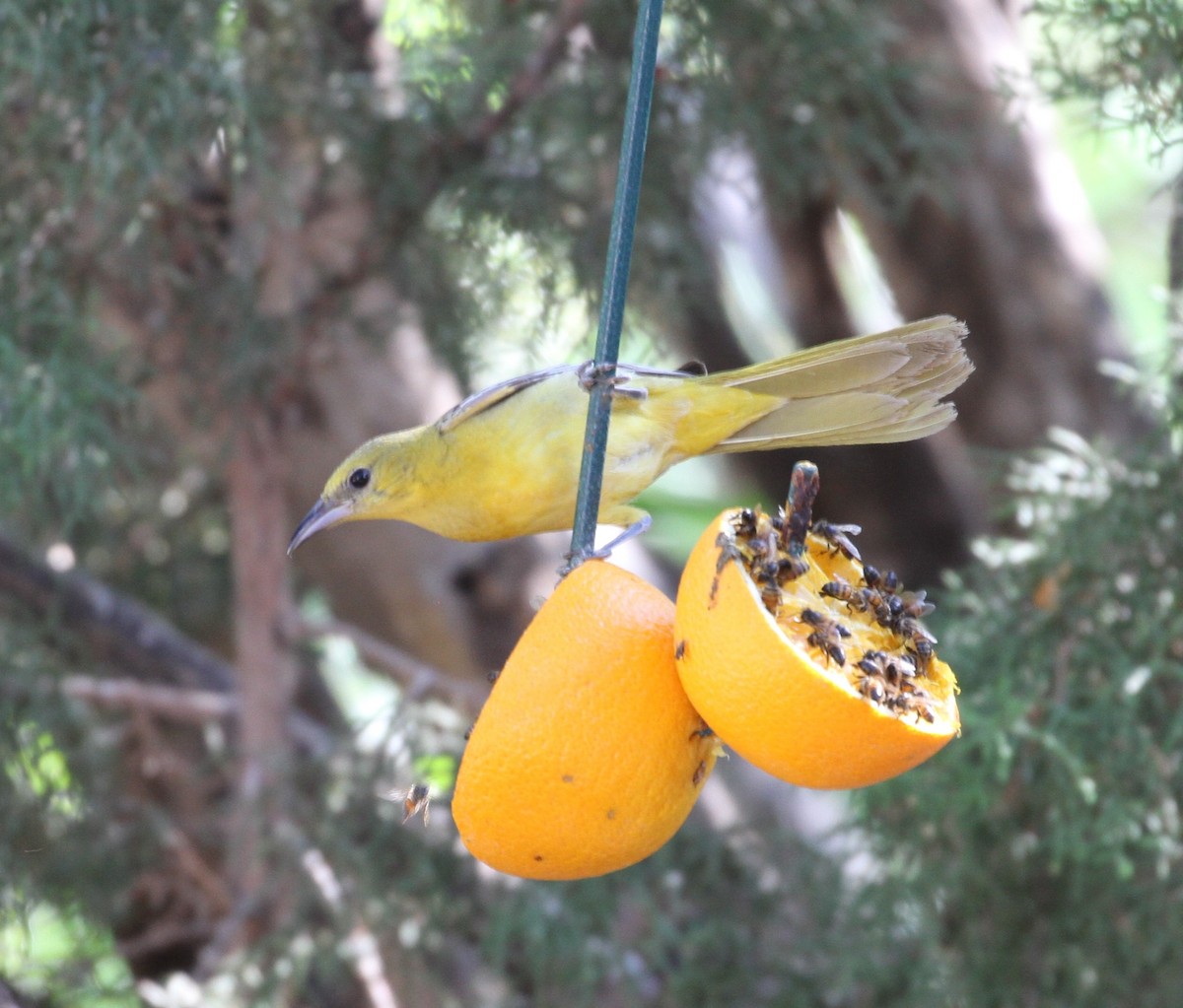 Hooded Oriole - Don Coons