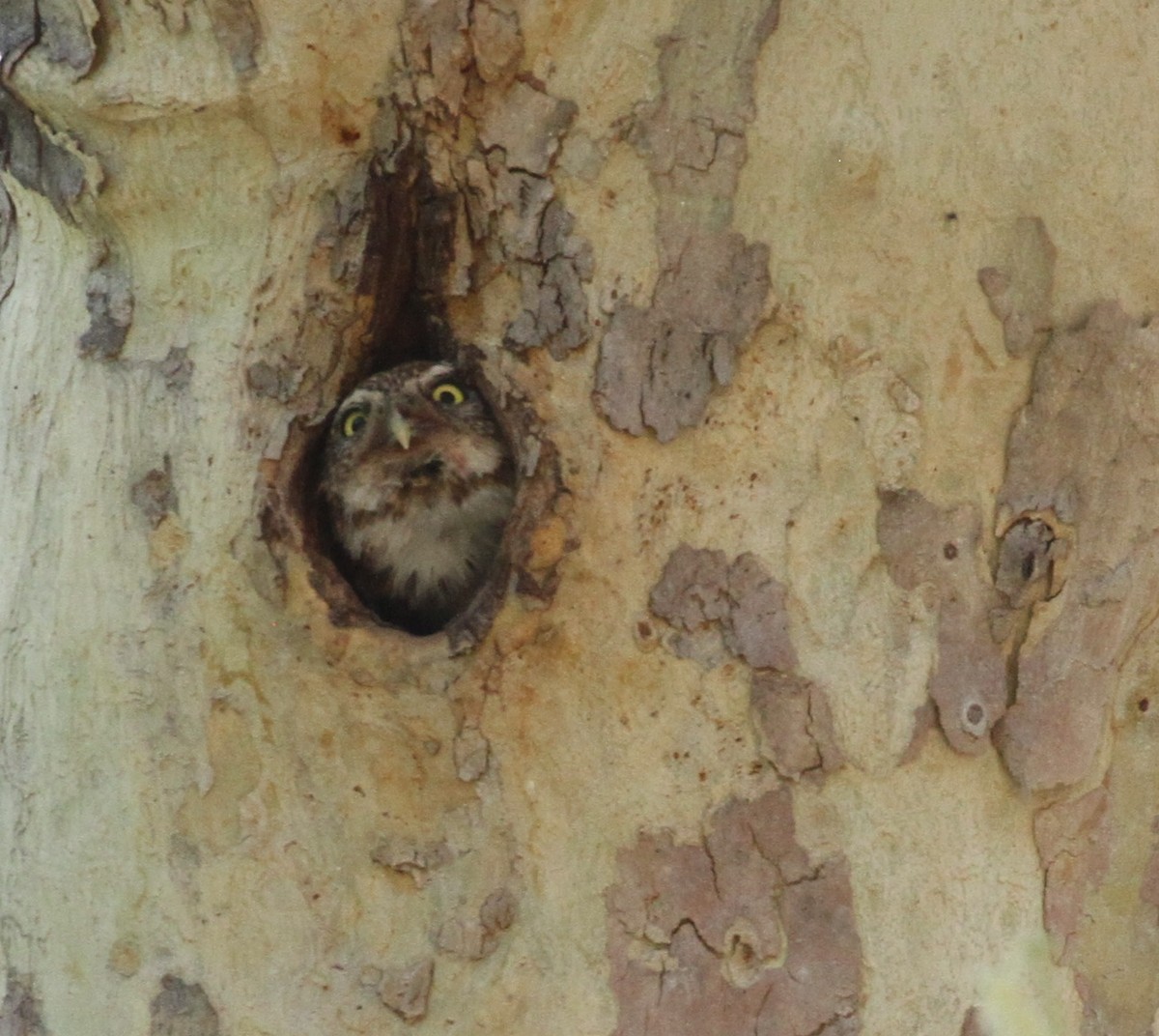 Northern Pygmy-Owl - Don Coons