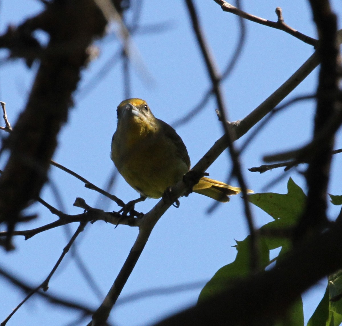 Hepatic Tanager - ML64070831