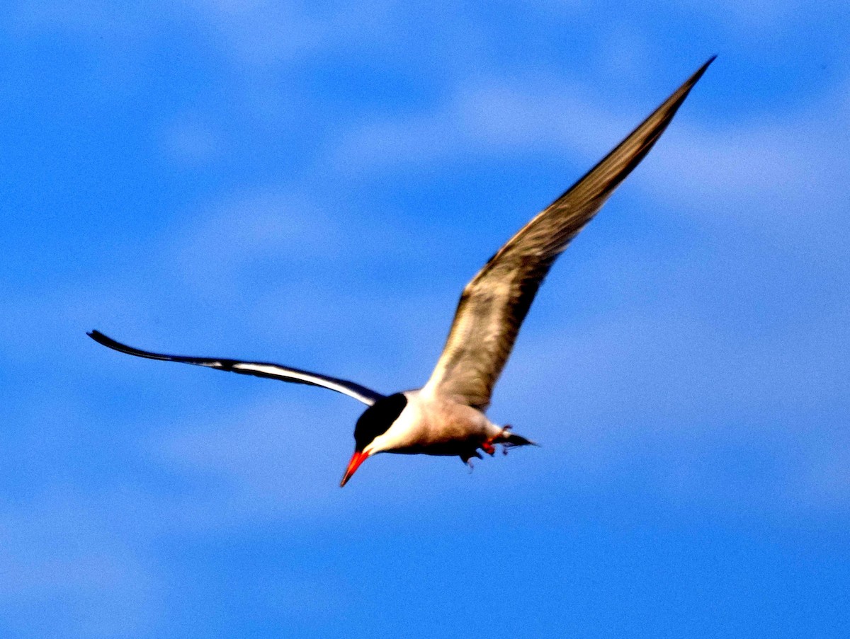 Common Tern - Doug Emlin