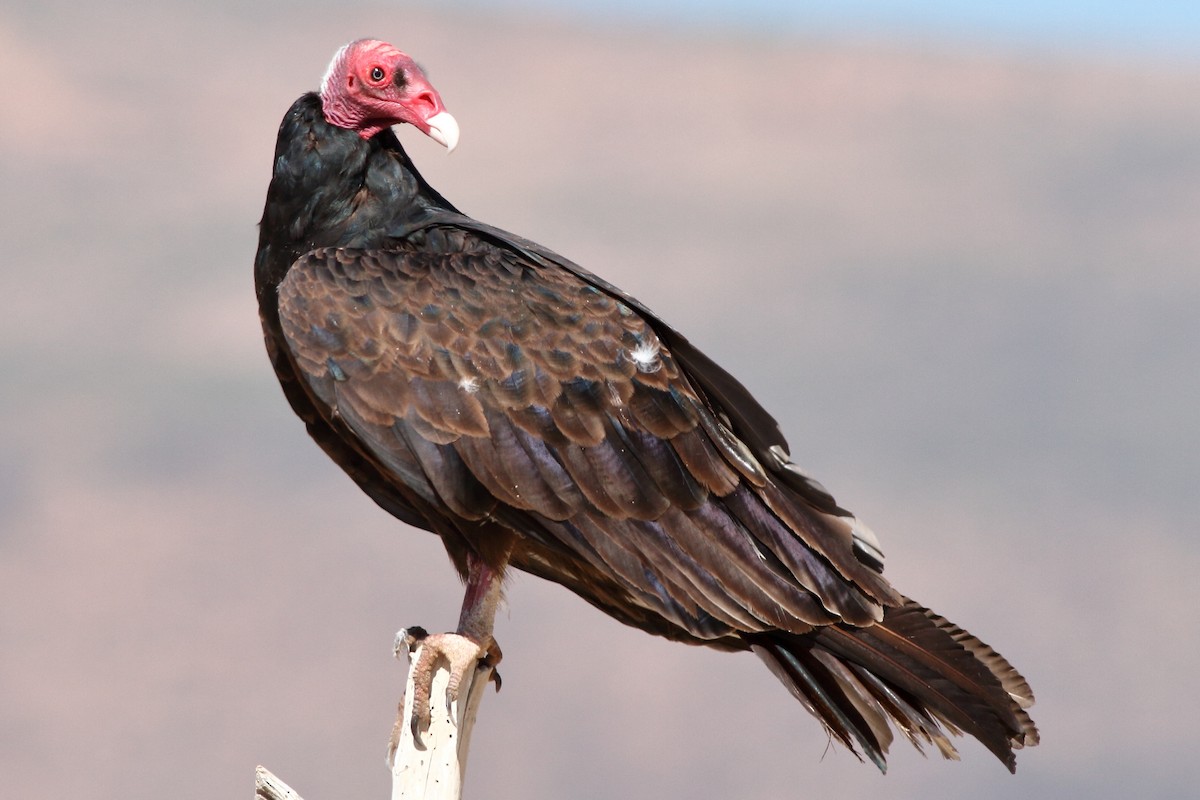 Turkey Vulture - Manfred Bienert