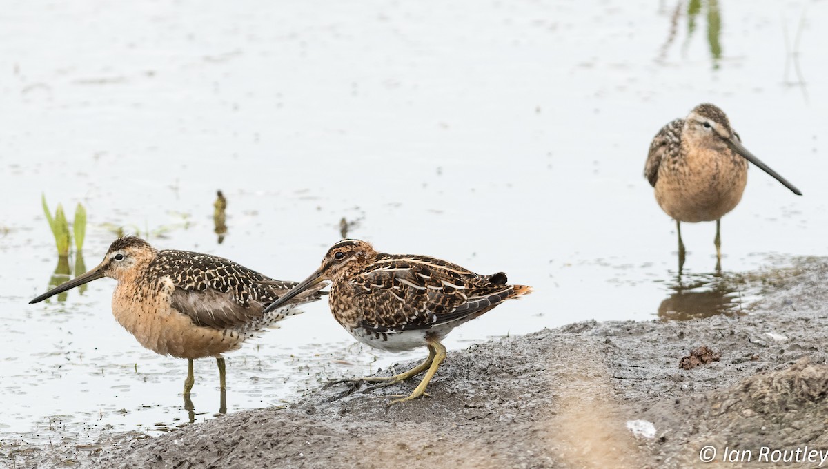 Long-billed Dowitcher - ML64072431