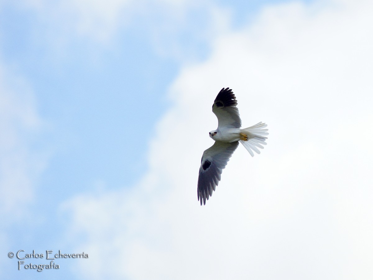 White-tailed Kite - ML64073511