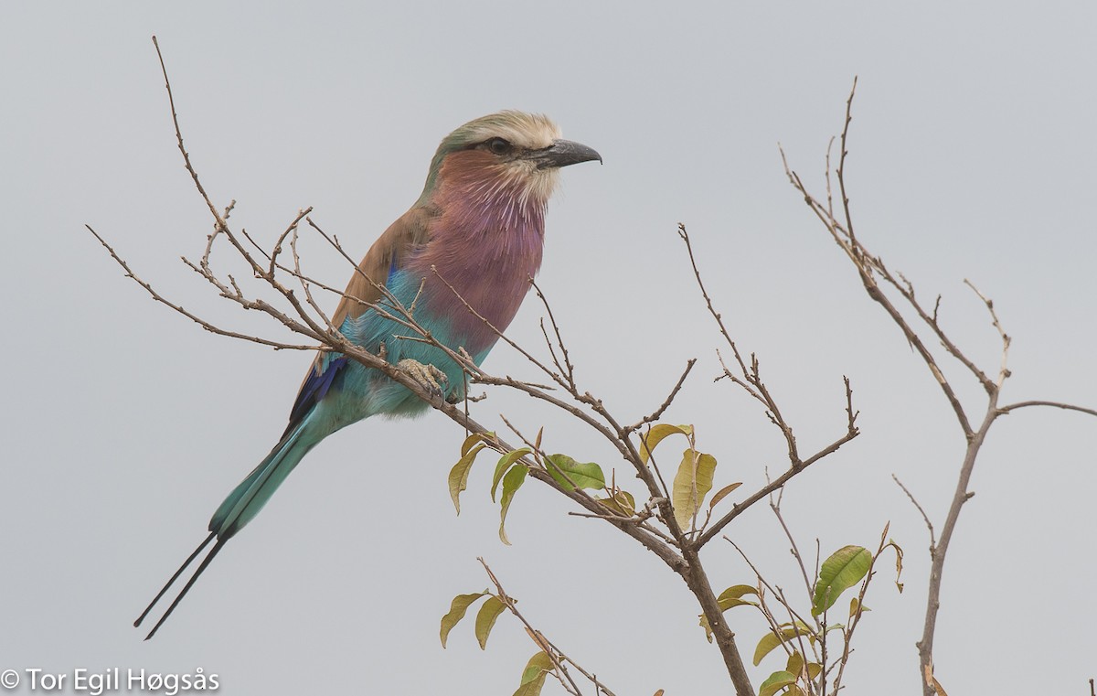 Lilac-breasted Roller - ML64076471