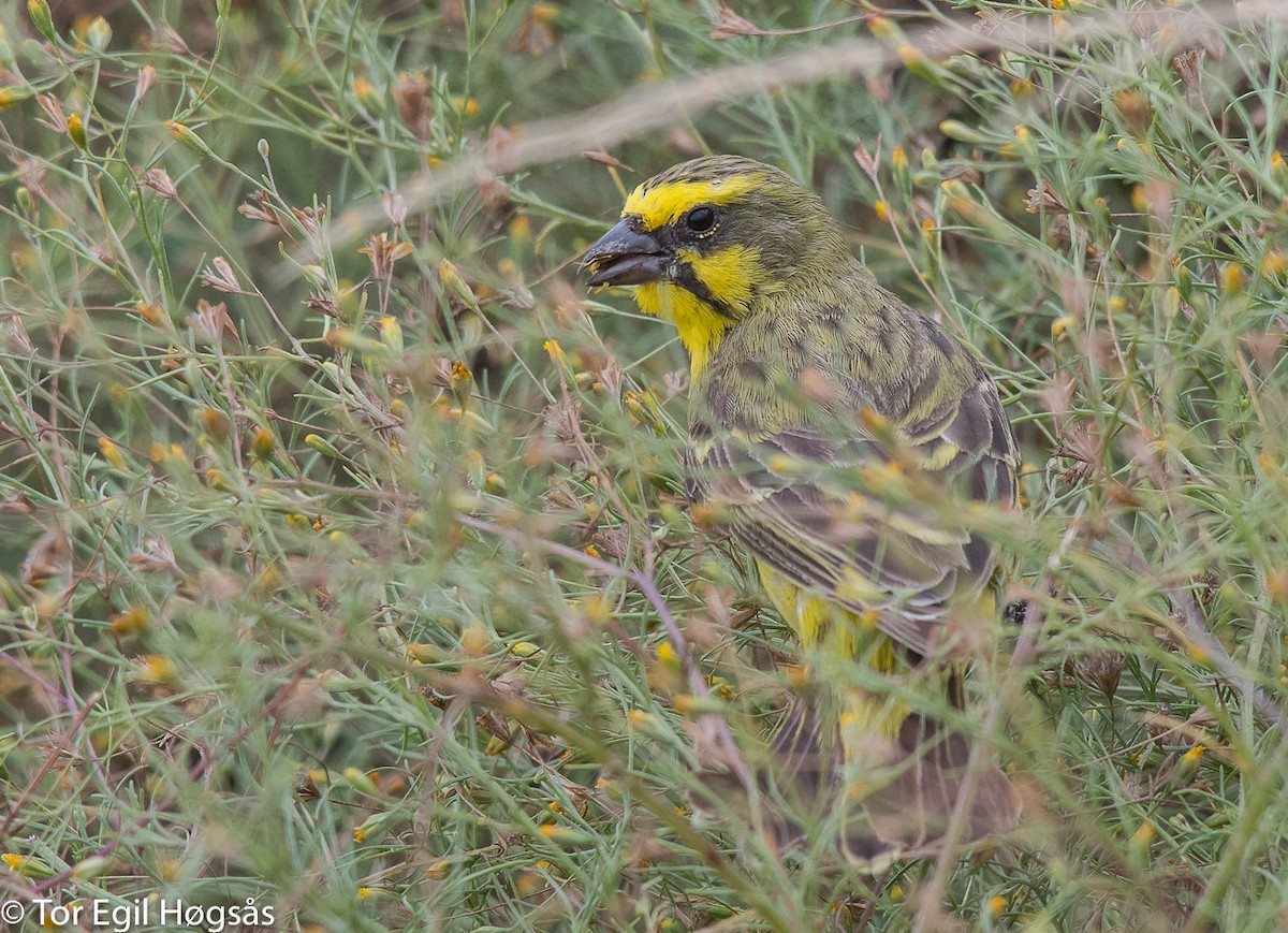 Yellow-fronted Canary - ML64076631