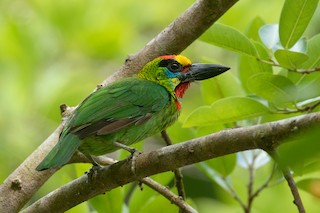  - Red-throated Barbet