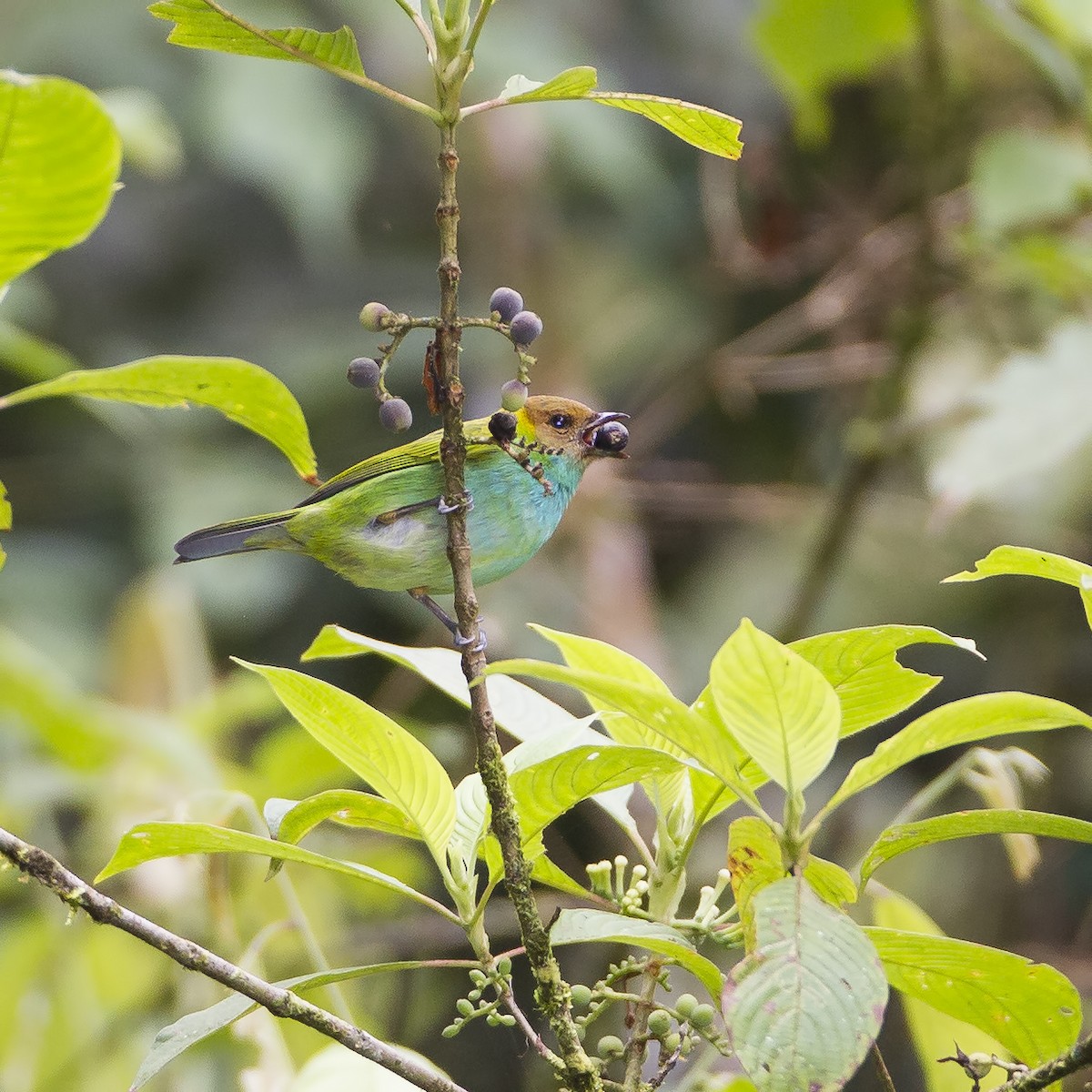 Bay-headed Tanager - ML64080411