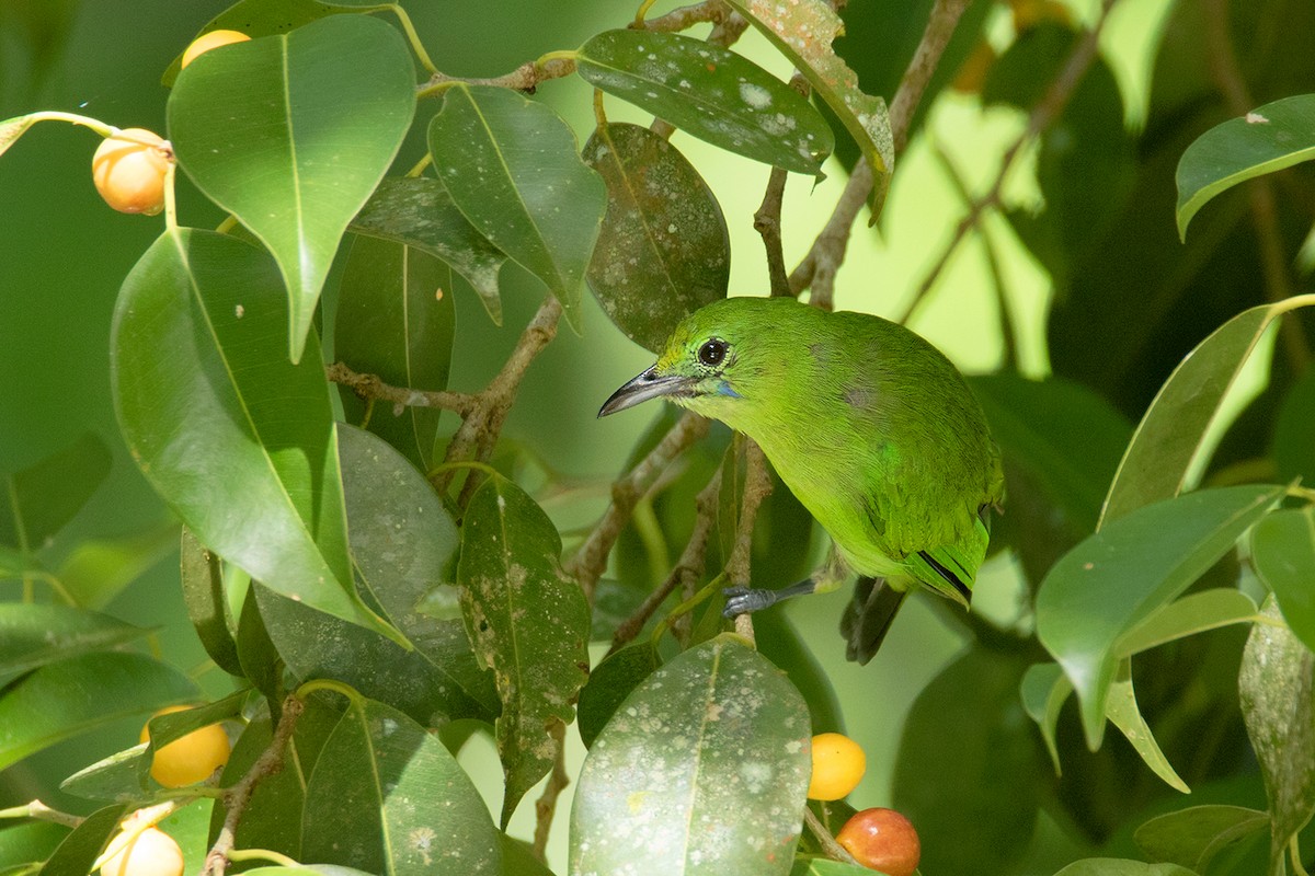 Lesser Green Leafbird - Ayuwat Jearwattanakanok