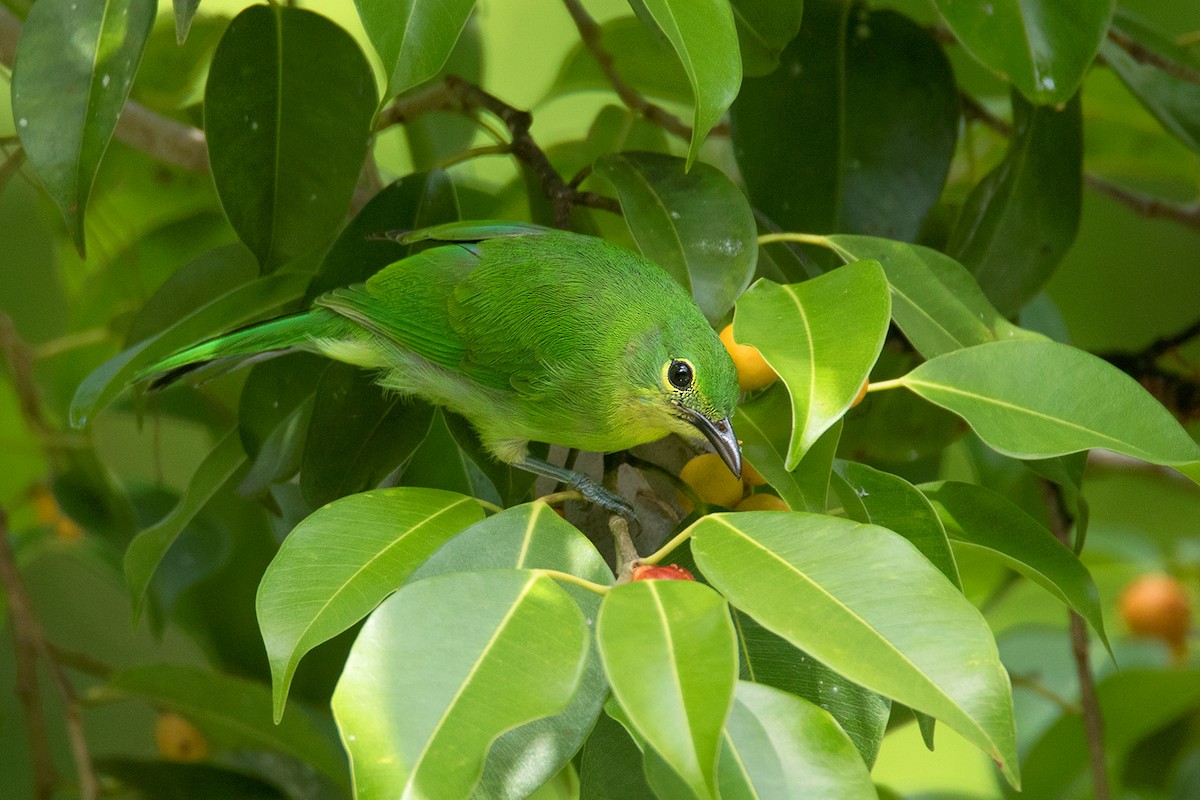 Lesser Green Leafbird - ML64080751