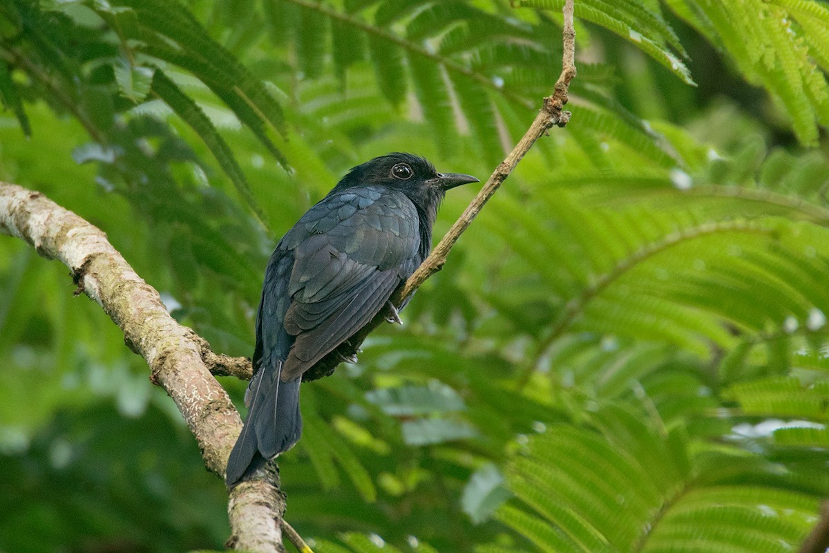 Square-tailed Drongo-Cuckoo - ML64081181