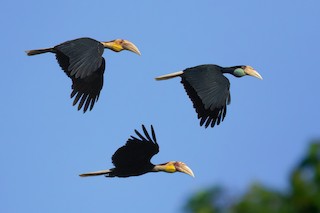 great hornbill flying in groups