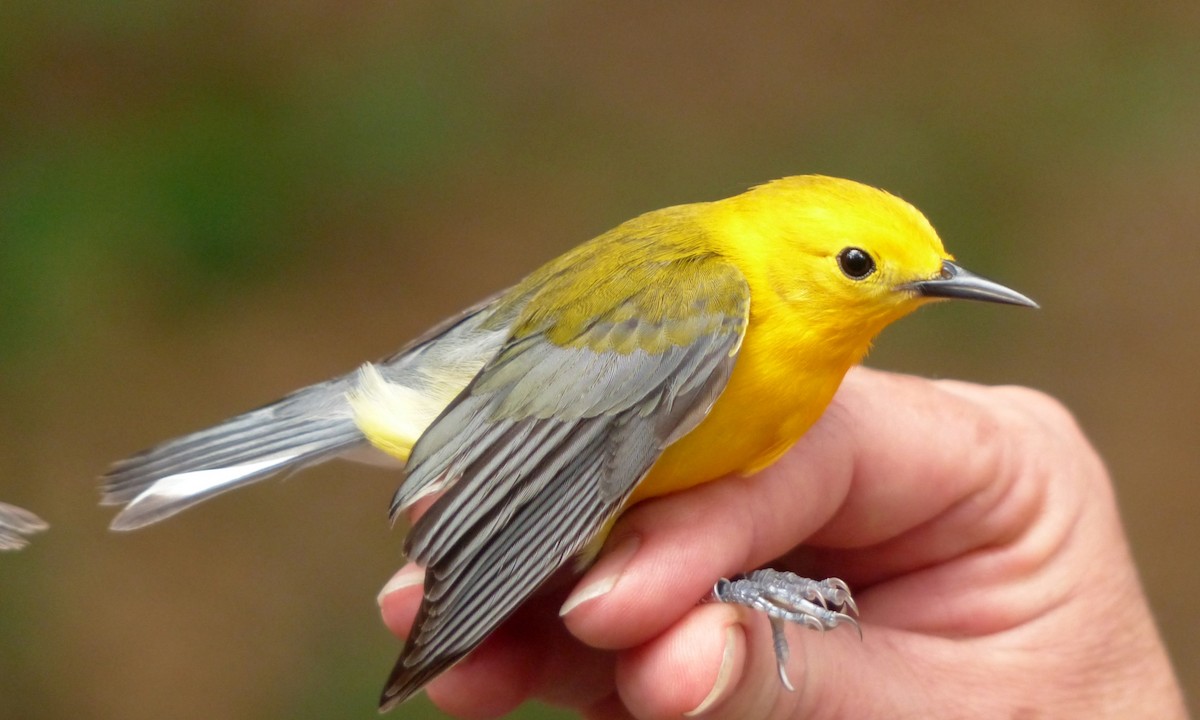 Prothonotary Warbler - Cuneyt Yilmaz