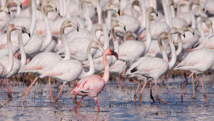 Lesser Flamingo - Alexandre Hespanhol Leitão