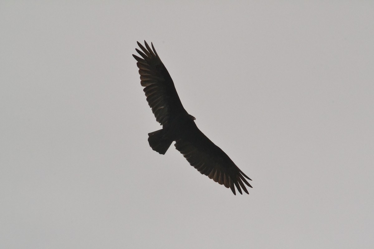 Turkey Vulture - ML64083521