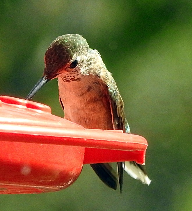 Broad-tailed Hummingbird - Colin Croft