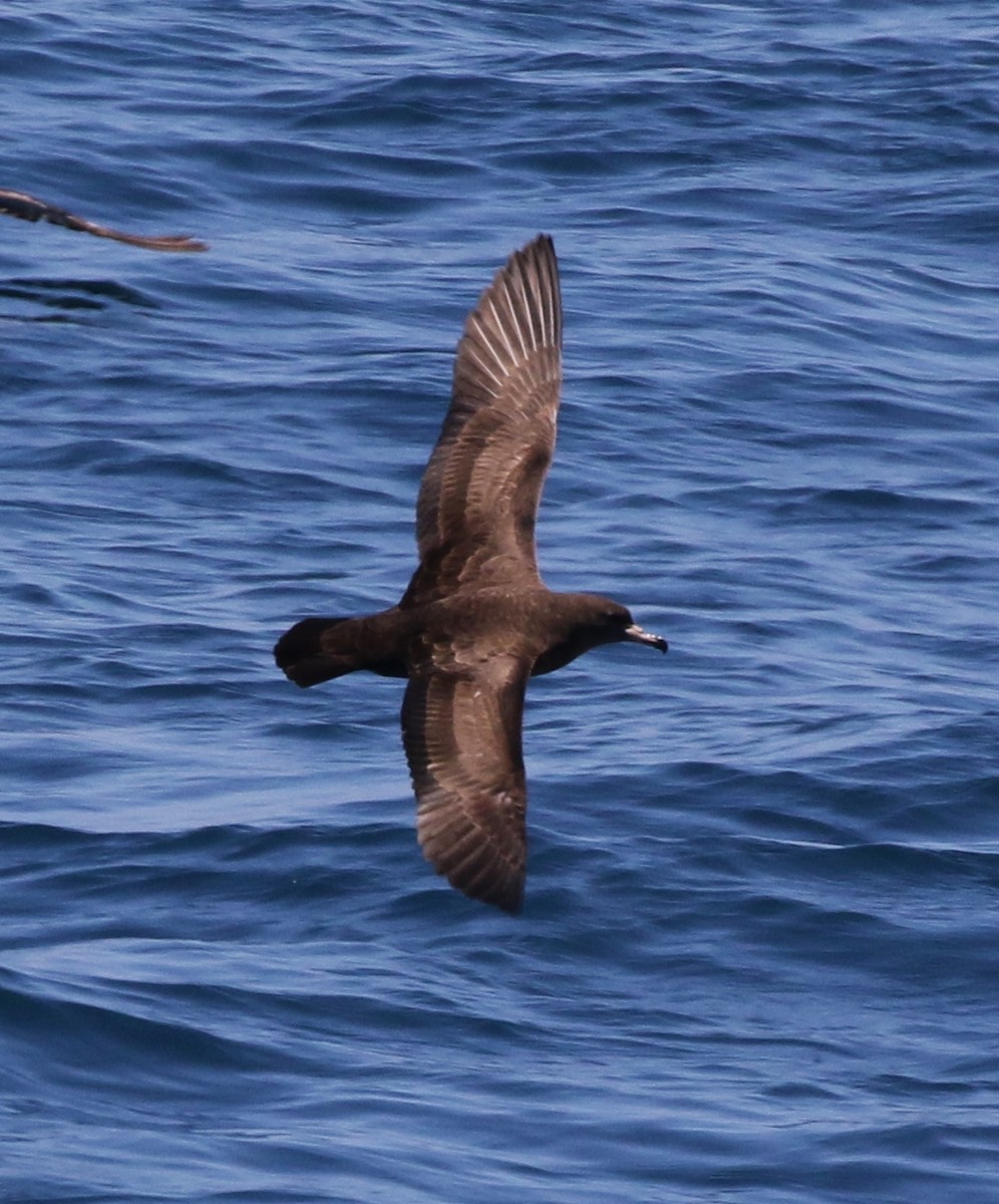 Flesh-footed Shearwater - ML64087831