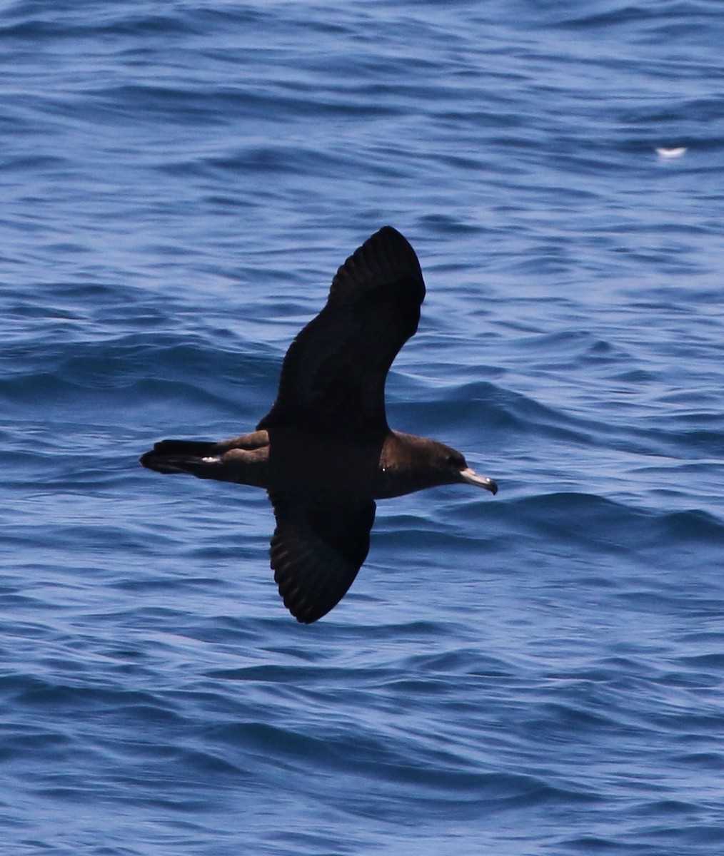 Flesh-footed Shearwater - ML64087841