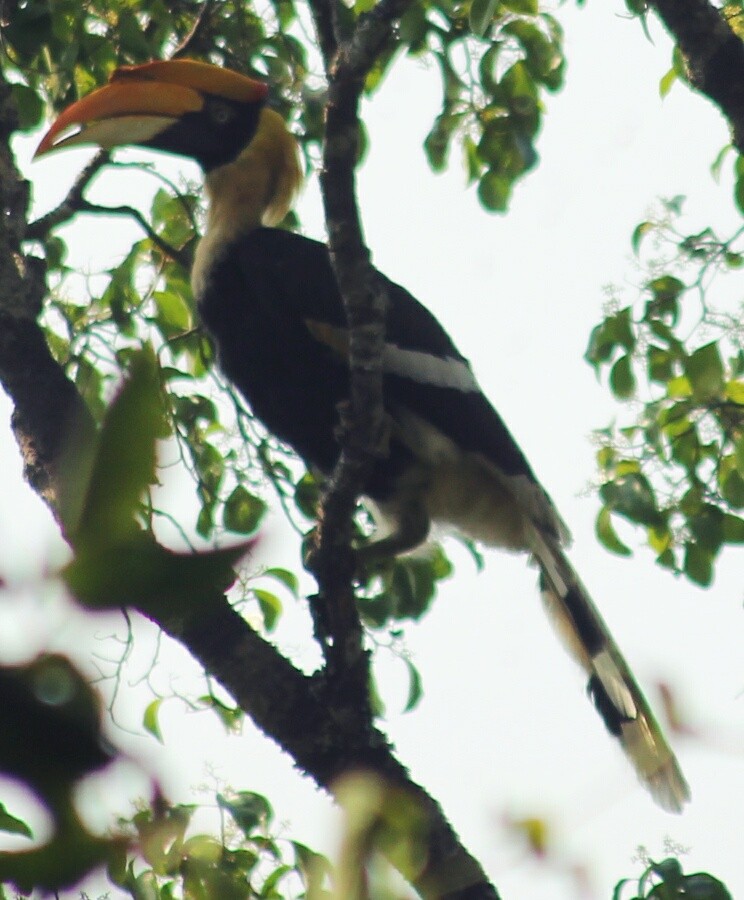 Great Hornbill - GIRISHKUMAR K