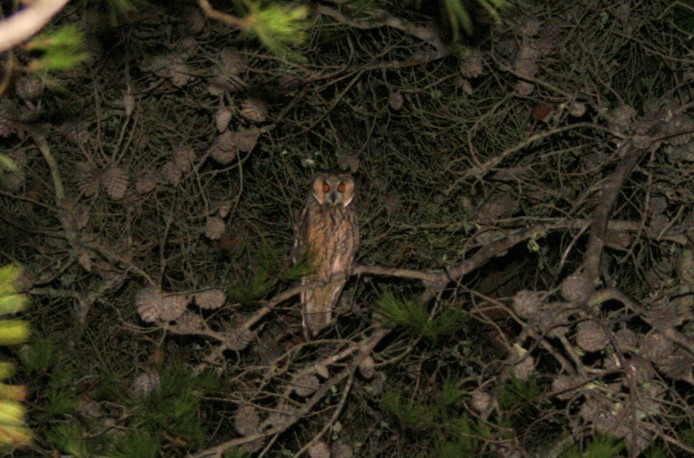Long-eared Owl - ML64088601