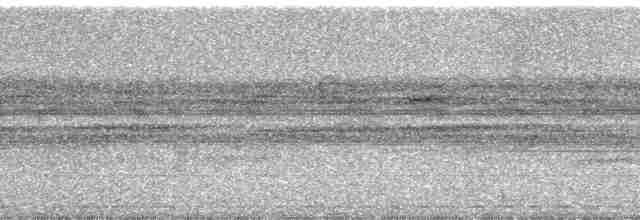 gråvingetrompetfugl (crepitans) - ML64089