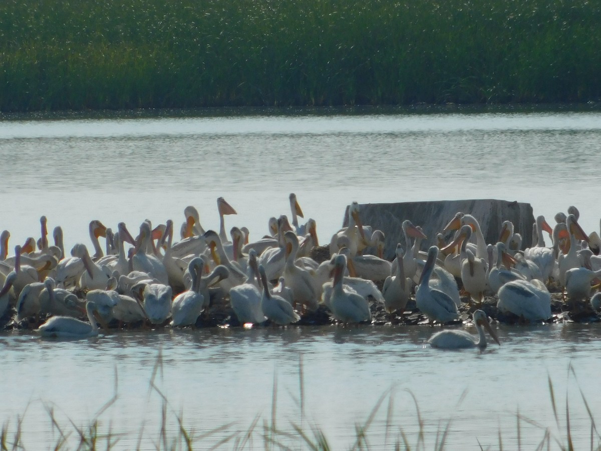 pelikán severoamerický - ML64089861