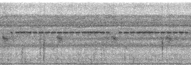 gråvingetrompetfugl (crepitans) - ML64090