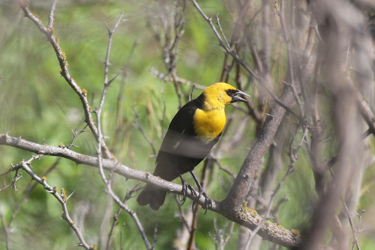 Yellow-headed Blackbird - ML64090761