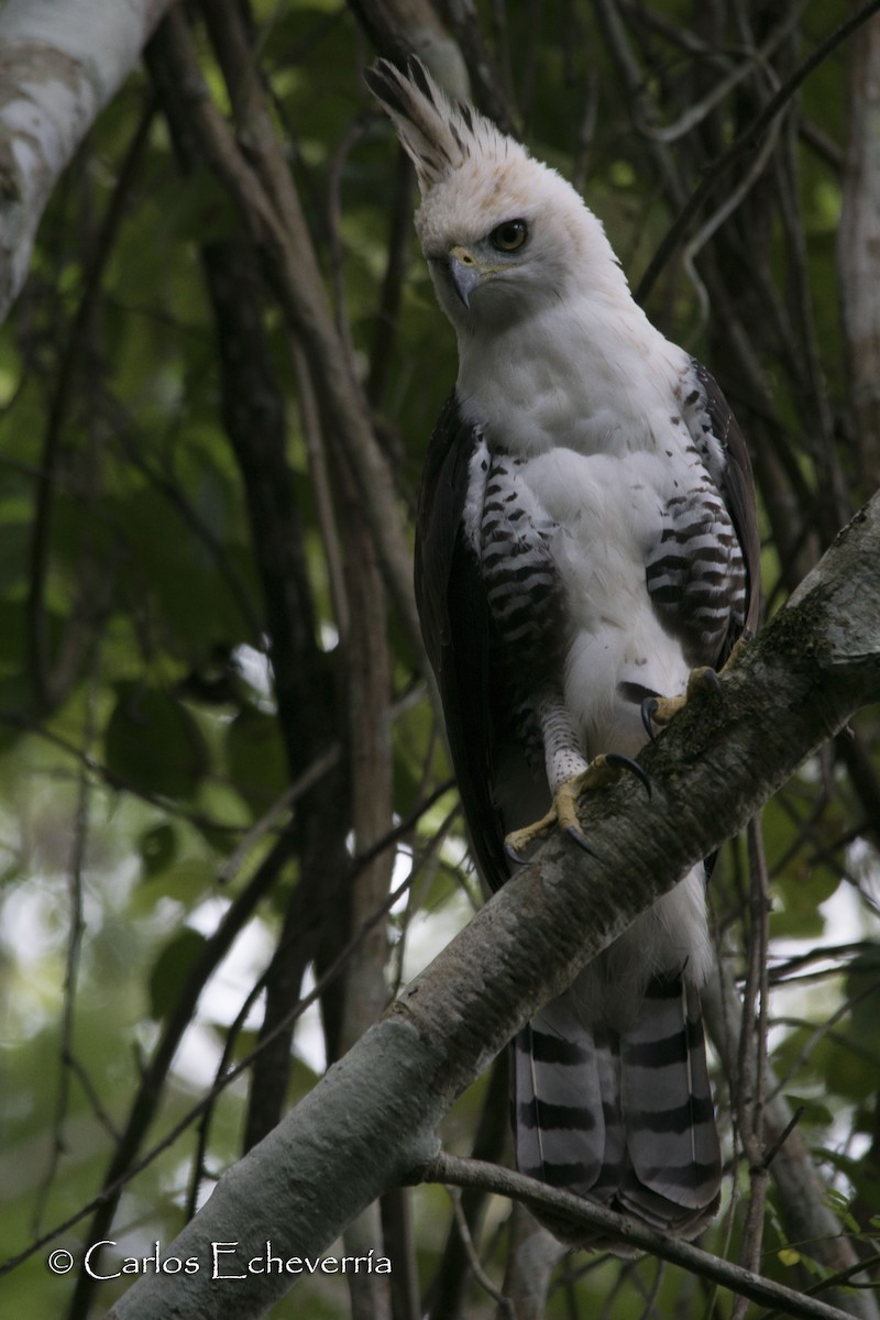 Ornate Hawk-Eagle - Carlos Echeverría