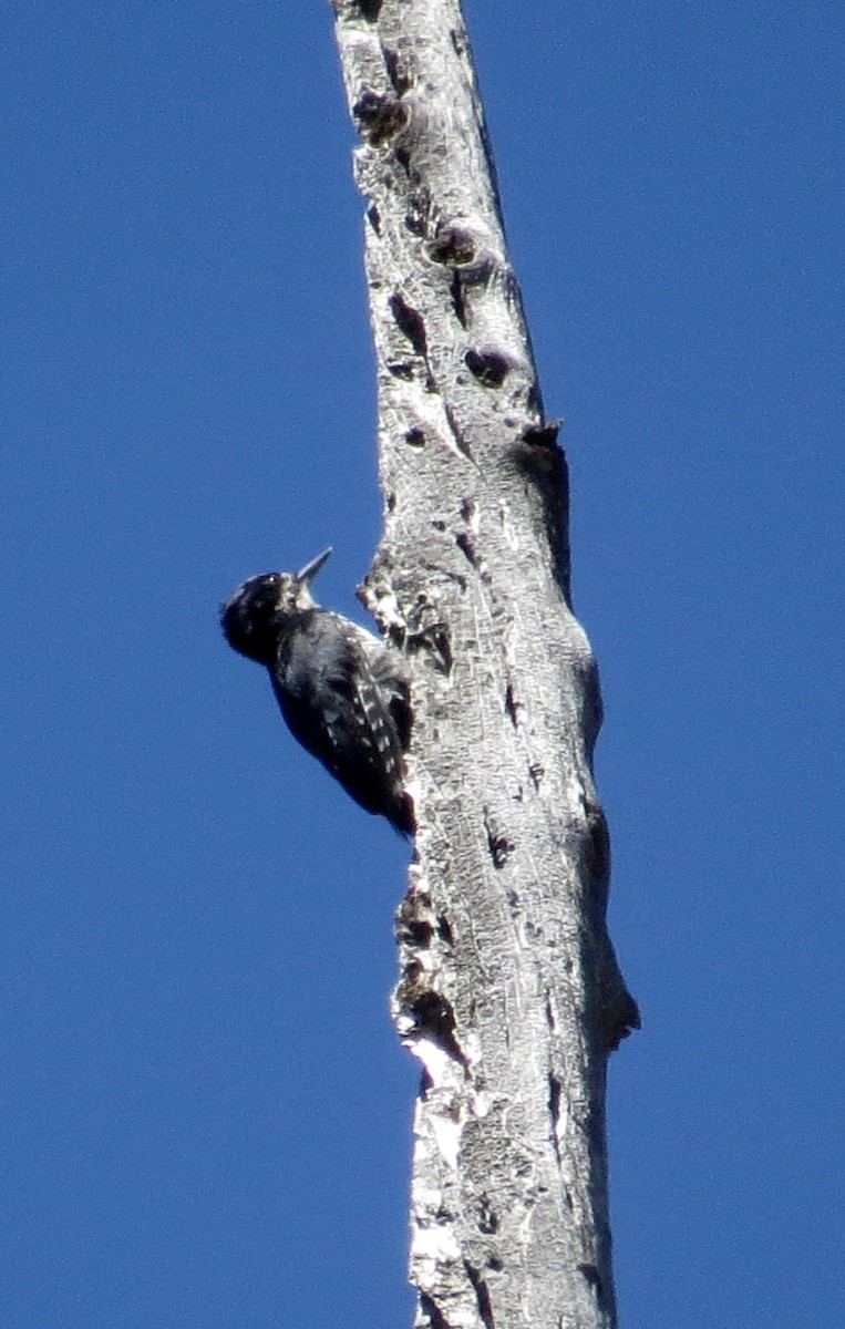 Black-backed Woodpecker - ML64092541