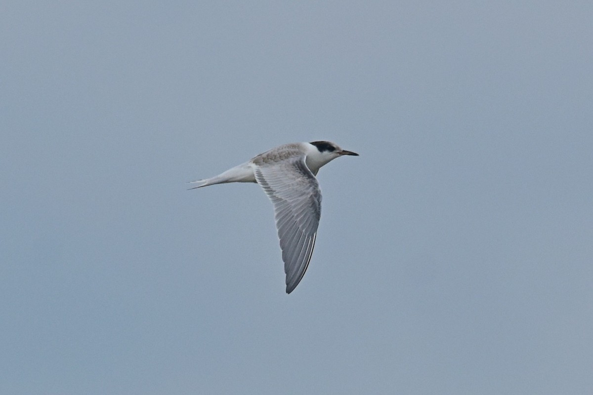 Common Tern - ML64092961