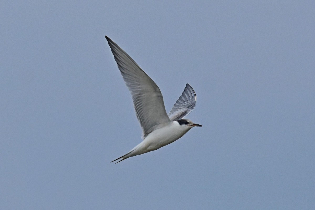 Common Tern - ML64092971