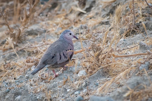 Common Ground Dove