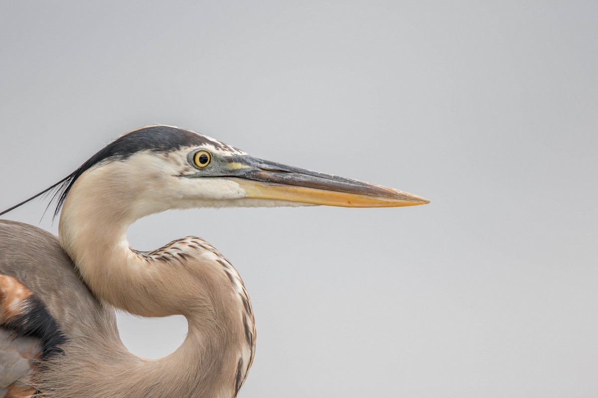 Great Blue Heron - Jeff Timmons