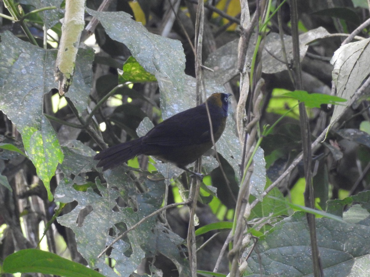 Dusky-faced Tanager - John and Milena Beer