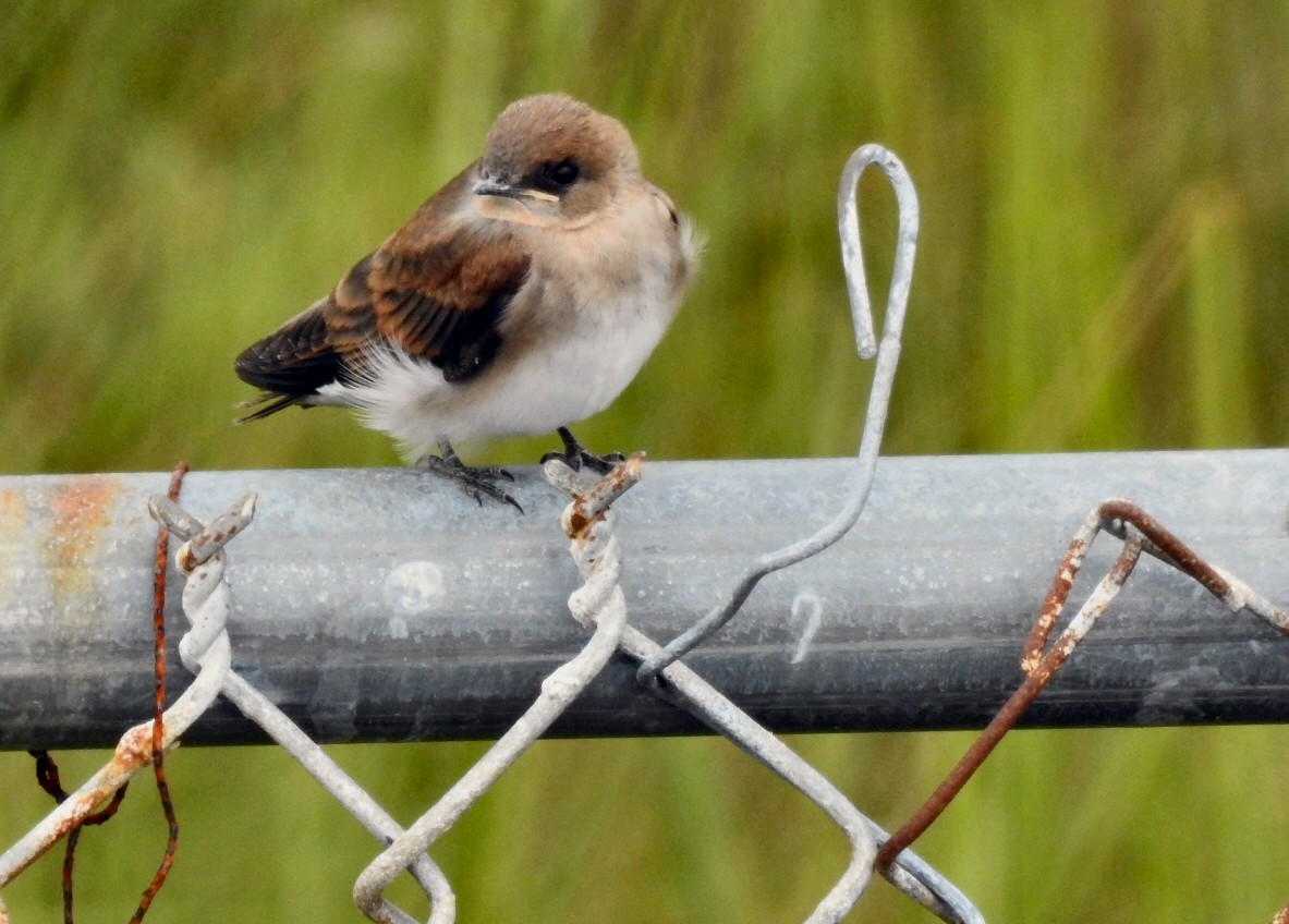 Northern Rough-winged Swallow - Carolyn Longworth