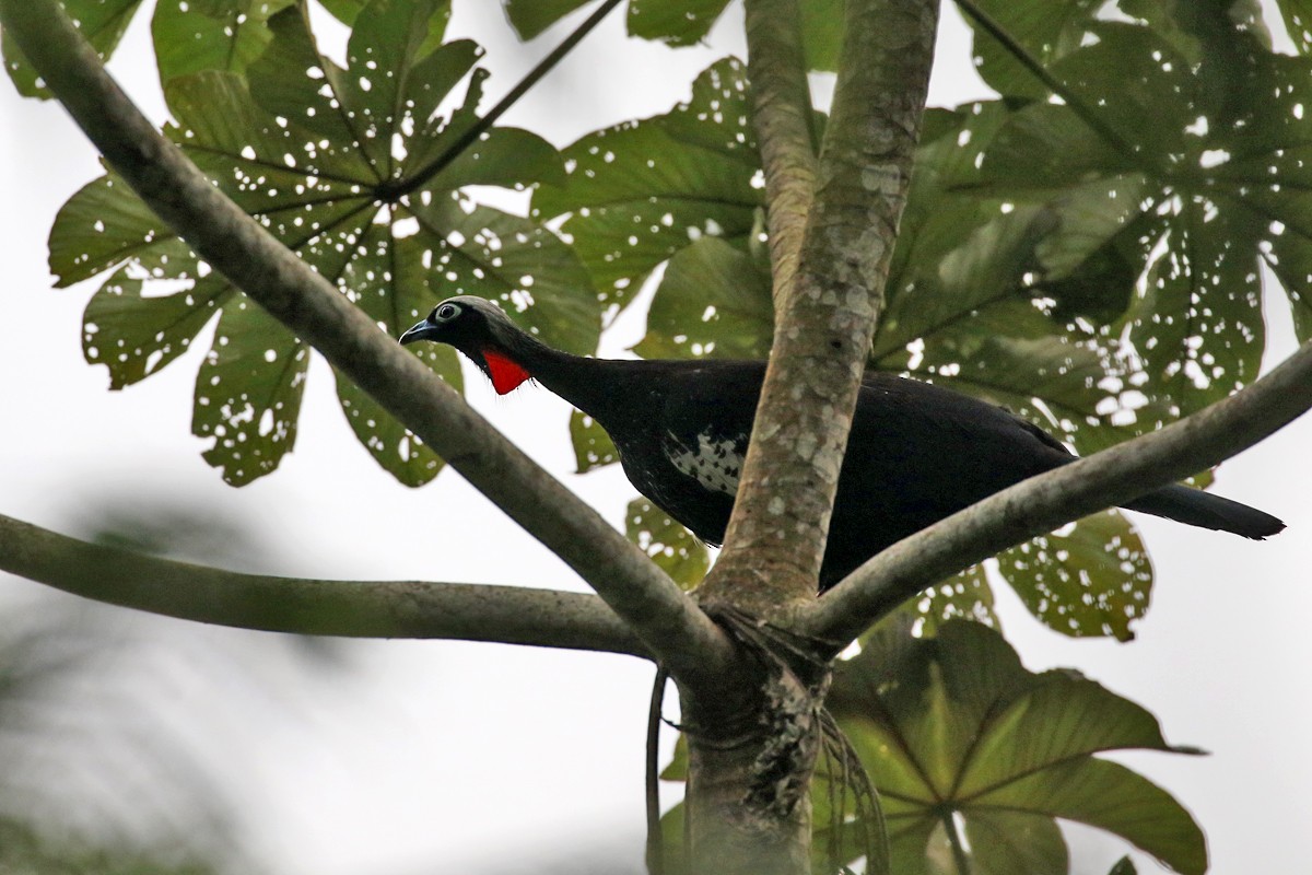 Black-fronted Piping-Guan - ML64097721