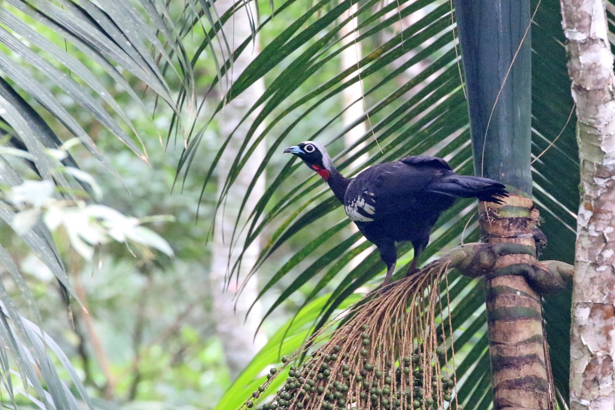 Black-fronted Piping-Guan - ML64097731