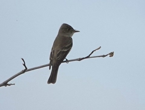 Western Wood-Pewee - Brian Bleecker