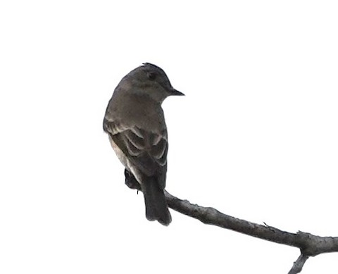 Western Flycatcher (Pacific-slope) - Brian Bleecker