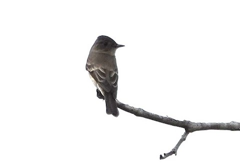 Western Flycatcher (Pacific-slope) - Brian Bleecker