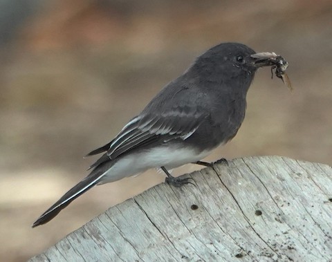 Black Phoebe - Brian Bleecker