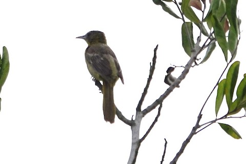 Hooded Oriole - Brian Bleecker