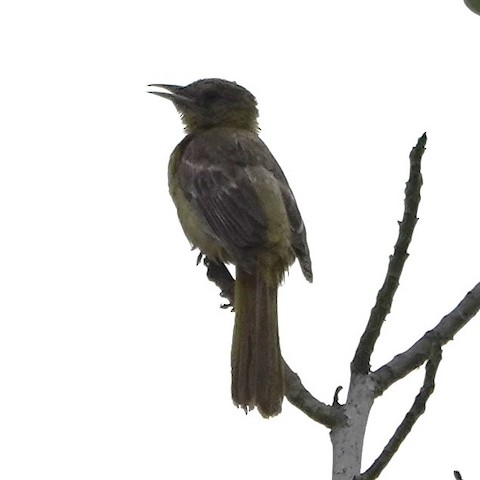 Hooded Oriole - Brian Bleecker