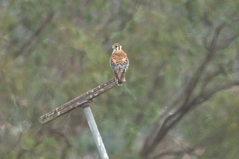 American Kestrel - Brian Bleecker
