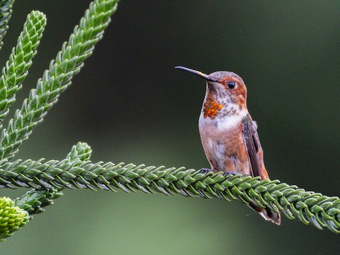 Allen's Hummingbird - James Kendall