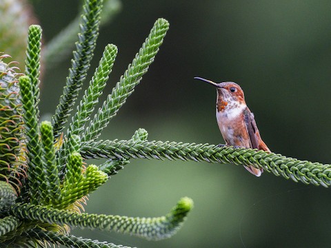 Allen's Hummingbird - James Kendall