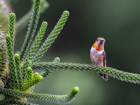 Allen's Hummingbird - James Kendall