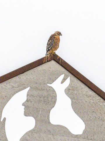 Red-shouldered Hawk - James Kendall